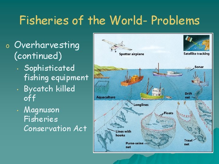 Fisheries of the World- Problems o Overharvesting (continued) • • • Sophisticated fishing equipment