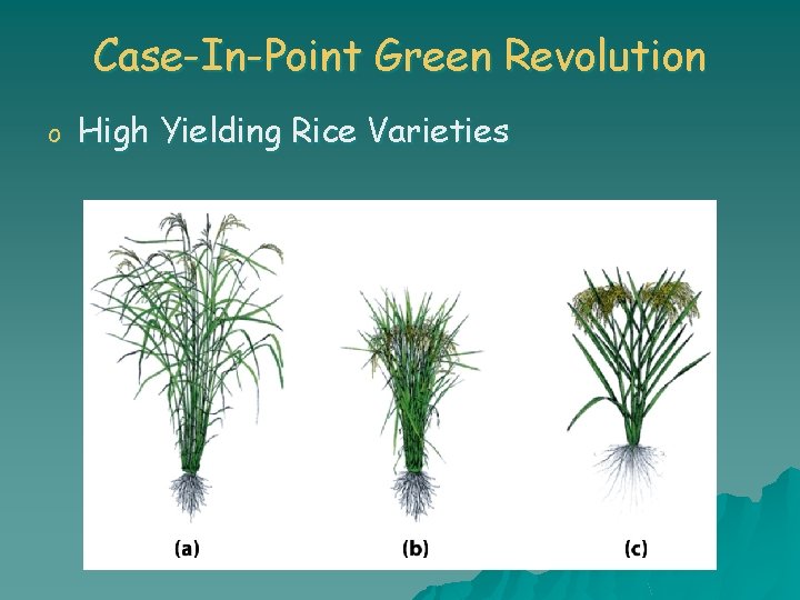 Case-In-Point Green Revolution o High Yielding Rice Varieties 