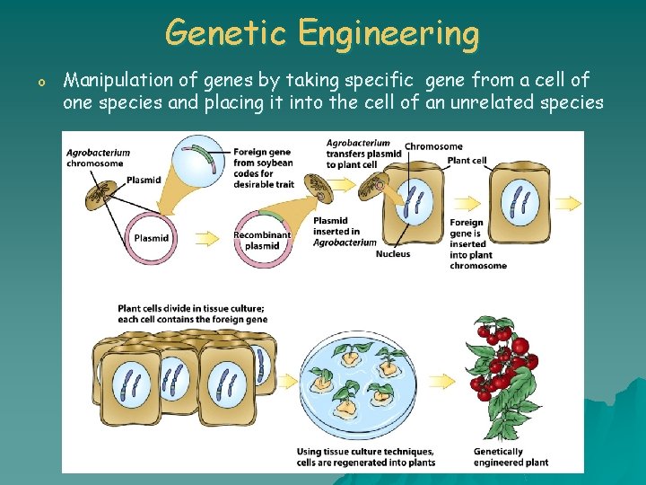 Genetic Engineering o Manipulation of genes by taking specific gene from a cell of