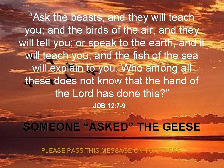 “Ask the beasts, and they will teach you; and the birds of the air,