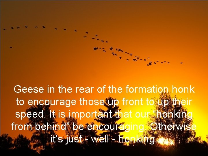 Geese in the rear of the formation honk to encourage those up front to