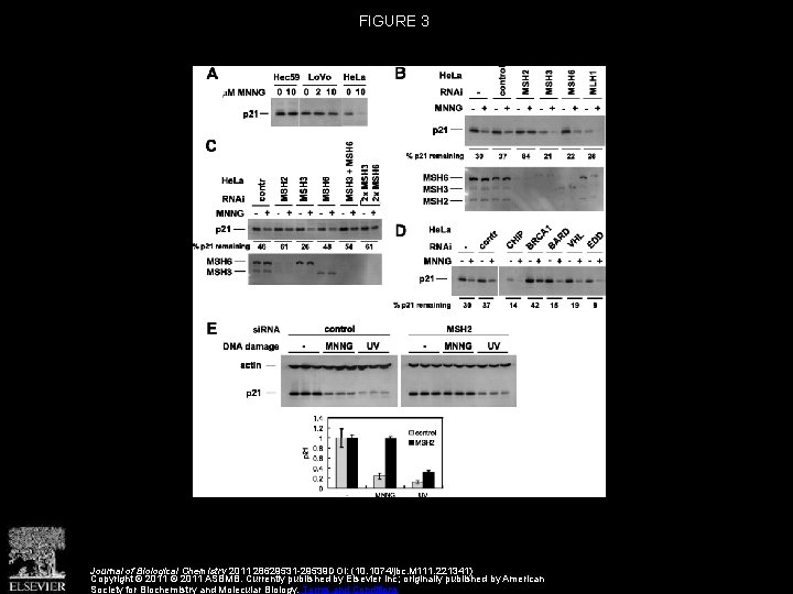 FIGURE 3 Journal of Biological Chemistry 2011 28629531 -29539 DOI: (10. 1074/jbc. M 111.
