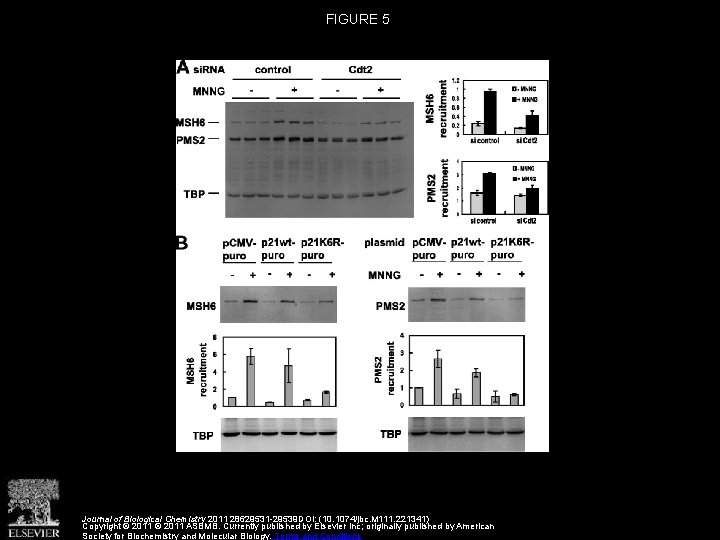 FIGURE 5 Journal of Biological Chemistry 2011 28629531 -29539 DOI: (10. 1074/jbc. M 111.