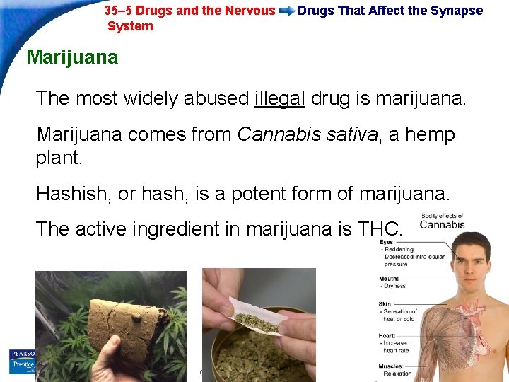 35– 5 Drugs and the Nervous System Drugs That Affect the Synapse Marijuana The