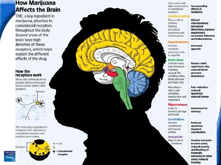 35– 5 Drugs and the Nervous System Slide 12 of 24 Copyright Pearson Prentice
