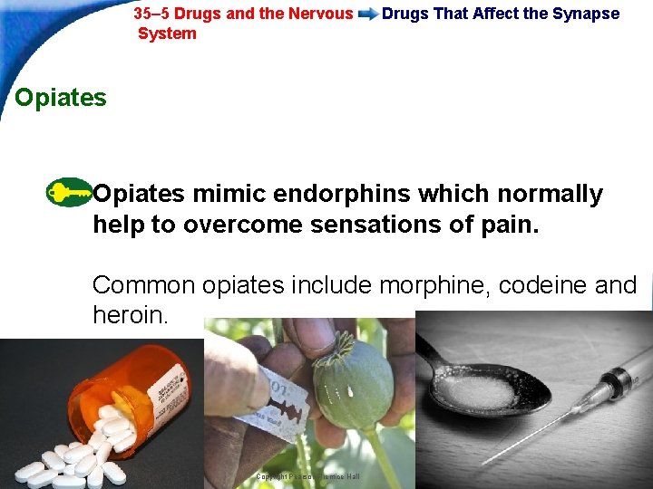 35– 5 Drugs and the Nervous System Drugs That Affect the Synapse Opiates mimic