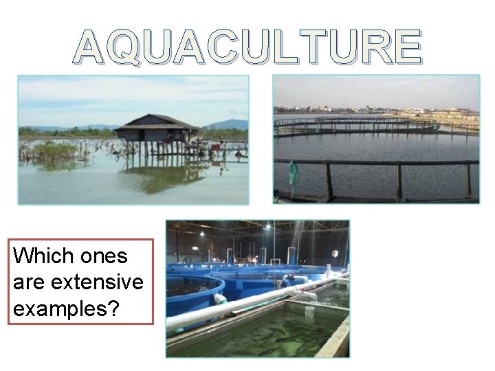 AQUACULTURE Which ones are extensive examples? 