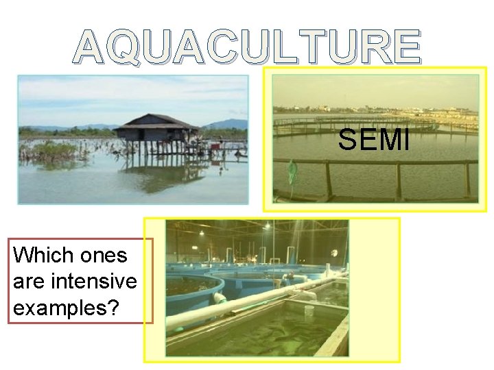 AQUACULTURE SEMI Which ones are intensive examples? 