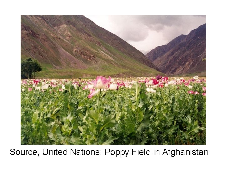 Source, United Nations: Poppy Field in Afghanistan 