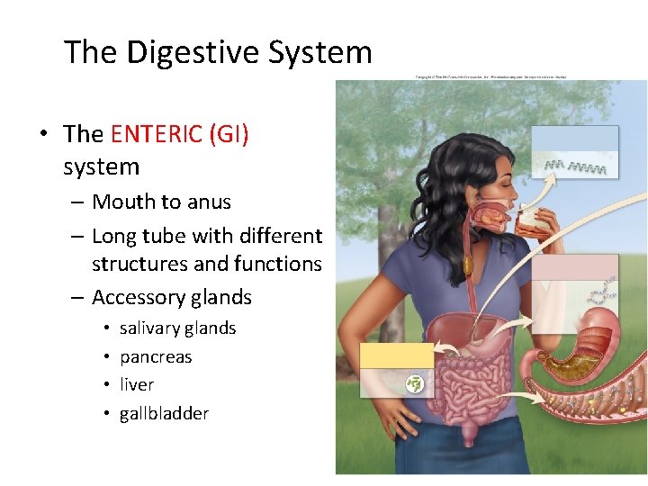The Digestive System The ENTERIC GI system Mouth