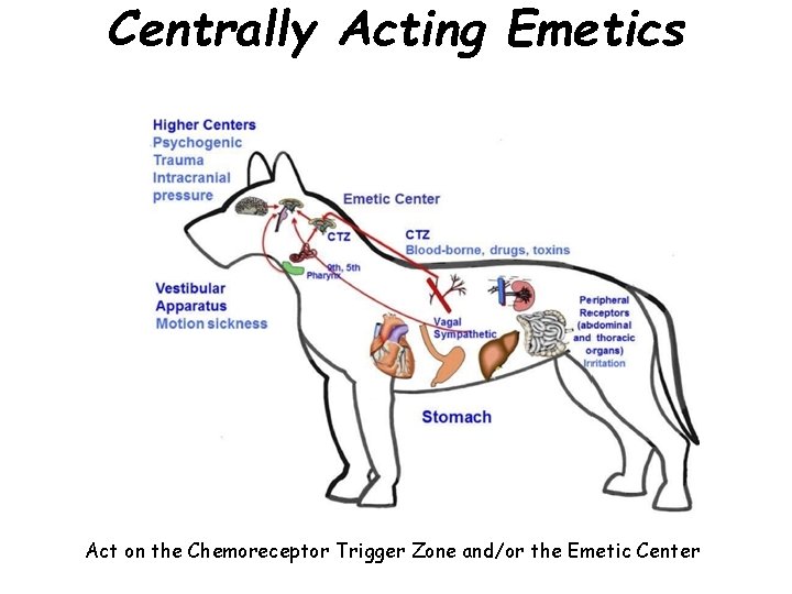 Centrally Acting Emetics Act on the Chemoreceptor Trigger Zone and/or the Emetic Center 