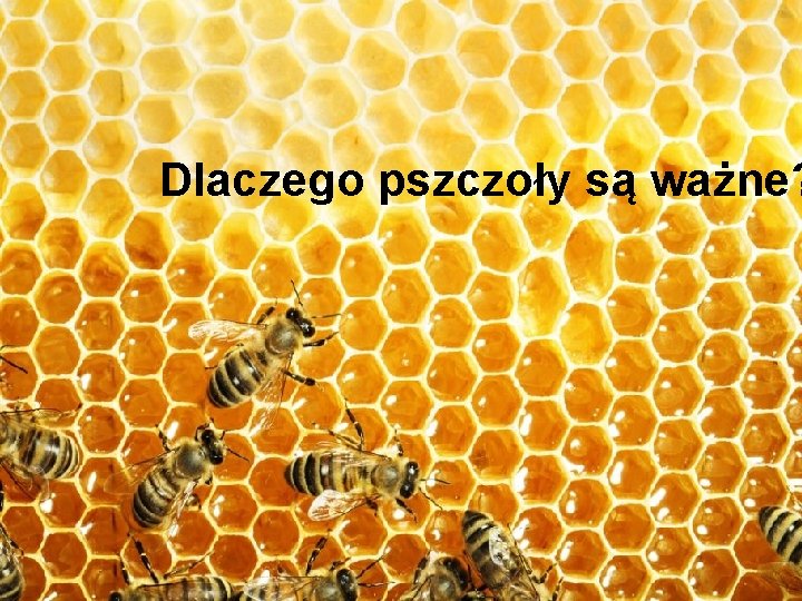 Dlaczego pszczoły są ważne? 