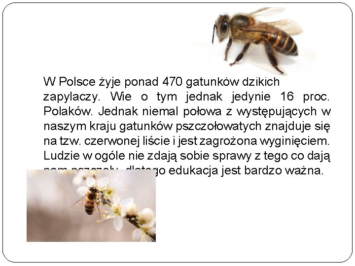 W Polsce żyje ponad 470 gatunków dzikich zapylaczy. Wie o tym jednak jedynie 16