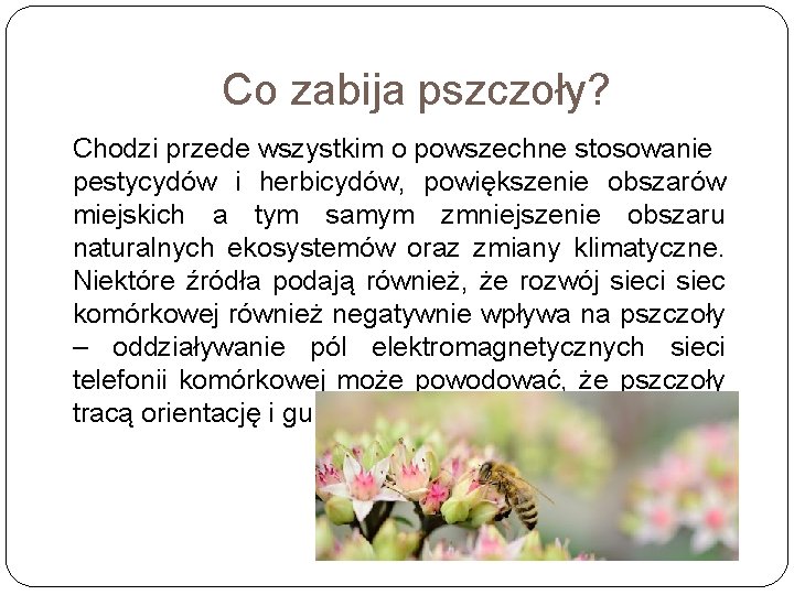 Co zabija pszczoły? Chodzi przede wszystkim o powszechne stosowanie pestycydów i herbicydów, powiększenie obszarów