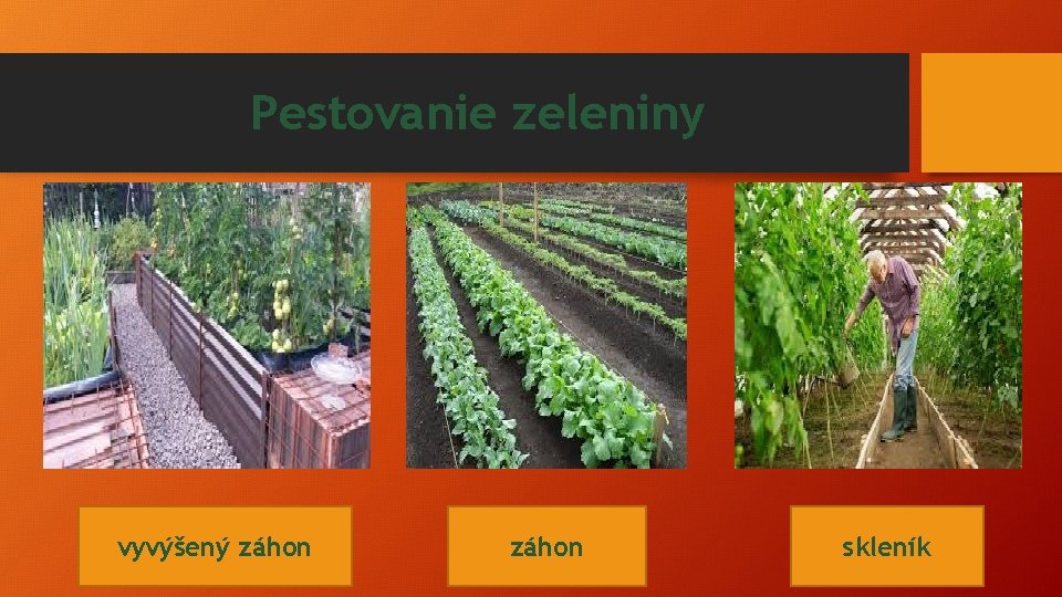 Pestovanie zeleniny vyvýšený záhon skleník 