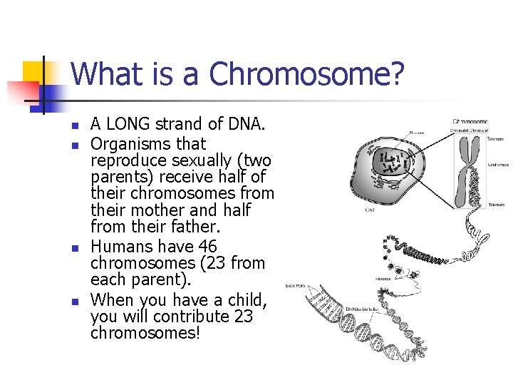 What is a Chromosome? n n A LONG strand of DNA. Organisms that reproduce