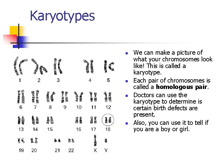 Karyotypes n n We can make a picture of what your chromosomes look like!