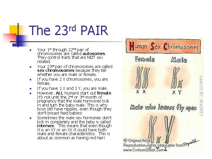 The 23 rd PAIR n n n Your 1 st through 22 nd pair