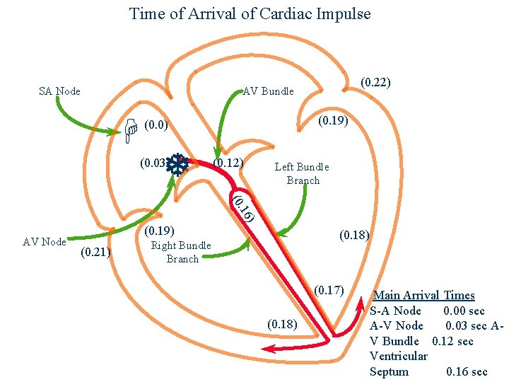 Time of Arrival of Cardiac Impulse SA Node (0. 22) AV Bundle H (0.