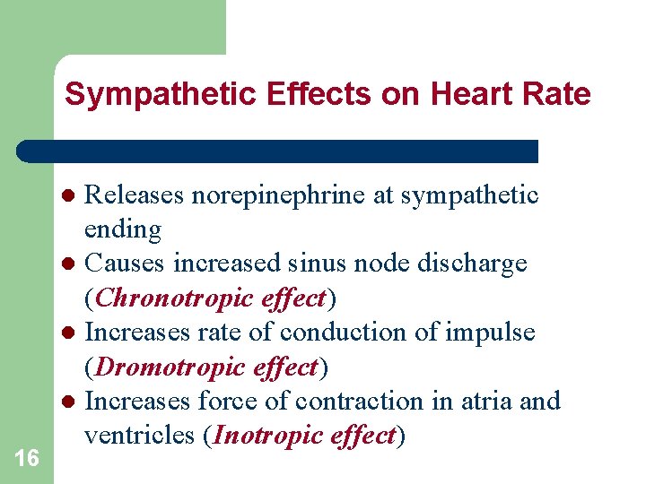 Sympathetic Effects on Heart Rate Releases norepinephrine at sympathetic ending l Causes increased sinus