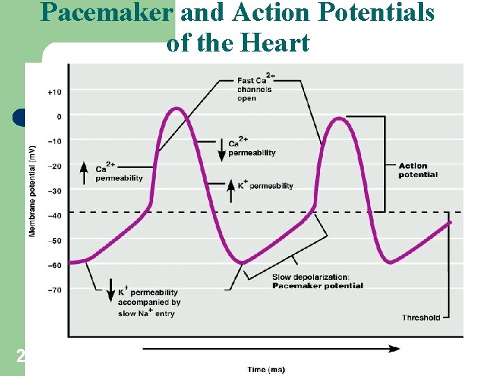 Pacemaker and Action Potentials of the Heart 2 