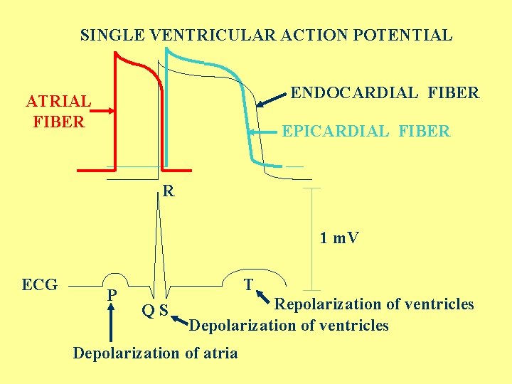 SINGLE VENTRICULAR ACTION POTENTIAL ENDOCARDIAL FIBER ATRIAL FIBER EPICARDIAL FIBER R 1 m. V