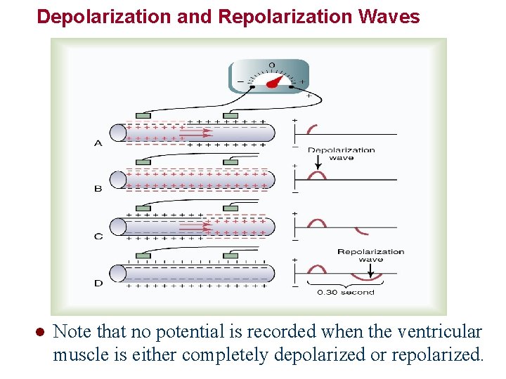 Depolarization and Repolarization Waves l Note that no potential is recorded when the ventricular