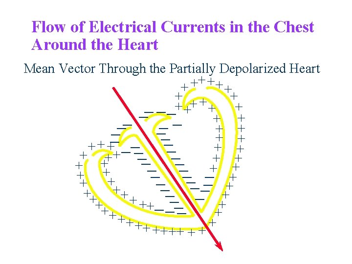 Flow of Electrical Currents in the Chest Around the Heart Mean Vector Through the