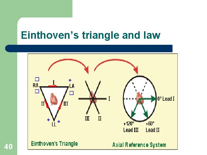 Einthoven’s triangle and law � + � � + 40 + 