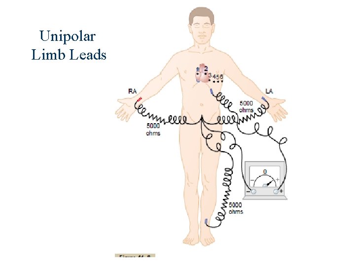 Unipolar Limb Leads 