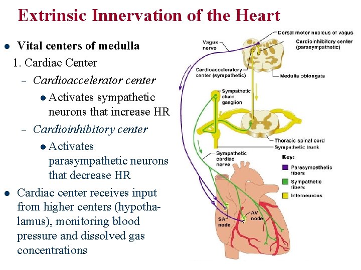 Extrinsic Innervation of the Heart Vital centers of medulla 1. Cardiac Center – Cardioaccelerator