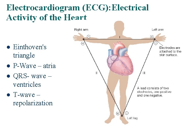 Electrocardiogram (ECG): Electrical Activity of the Heart l l Einthoven's triangle P-Wave – atria