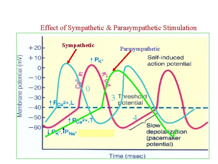 Effect of Sympathetic & Parasympathetic Stimulation Sympathetic 0 Parasympathetic 3 4 