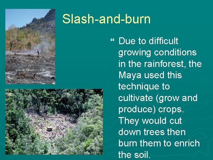 Slash-and-burn } Due to difficult growing conditions in the rainforest, the Maya used this