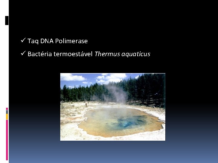 ü Taq DNA Polimerase ü Bactéria termoestável Thermus aquaticus 