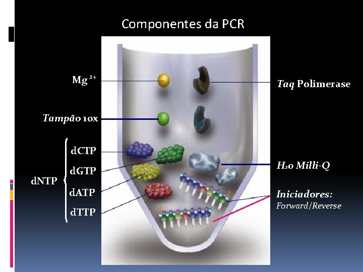 Componentes da PCR Mg 2+ Taq Polimerase Tampão 10 x d. CTP d. NTP