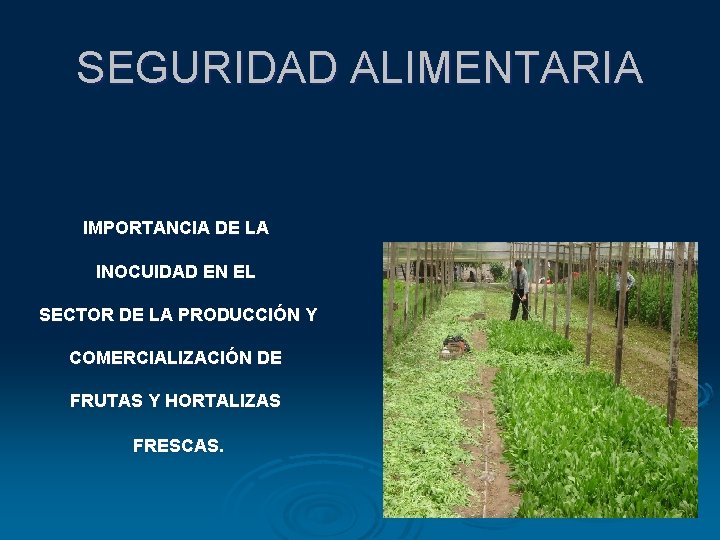 SEGURIDAD ALIMENTARIA IMPORTANCIA DE LA INOCUIDAD EN EL SECTOR DE LA PRODUCCIÓN Y COMERCIALIZACIÓN