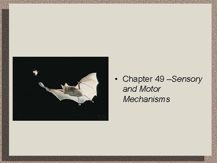  • Chapter 49 –Sensory and Motor Mechanisms 