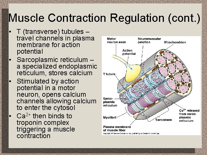 Muscle Contraction Regulation (cont. ) • T (transverse) tubules – travel channels in plasma