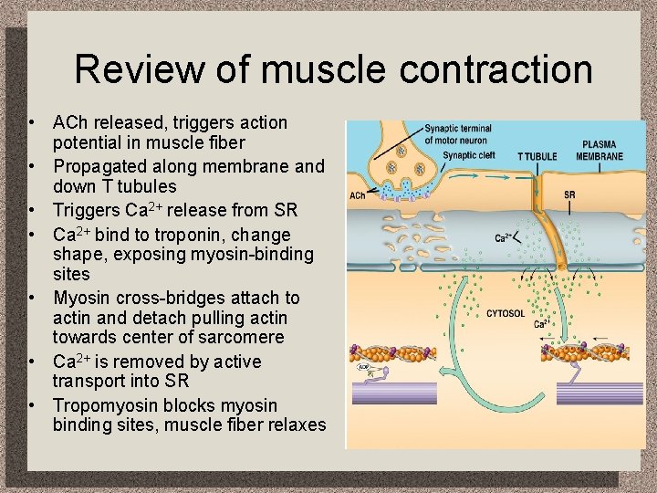 Review of muscle contraction • ACh released, triggers action potential in muscle fiber •