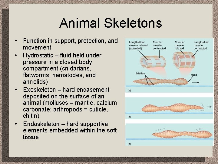 Animal Skeletons • Function in support, protection, and movement • Hydrostatic – fluid held