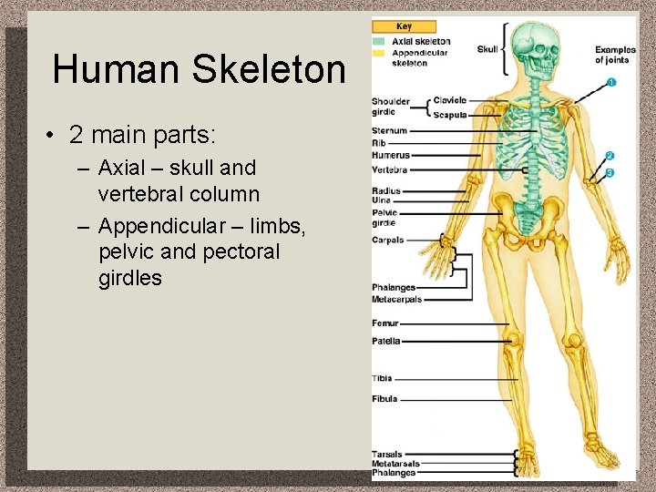 Human Skeleton • 2 main parts: – Axial – skull and vertebral column –