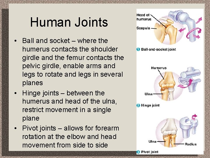 Human Joints • Ball and socket – where the humerus contacts the shoulder girdle