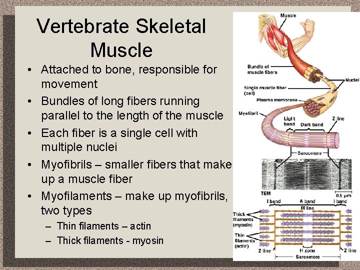 Vertebrate Skeletal Muscle • Attached to bone, responsible for movement • Bundles of long