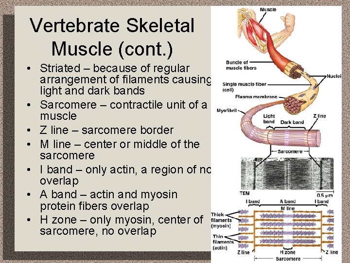 Vertebrate Skeletal Muscle (cont. ) • Striated – because of regular arrangement of filaments