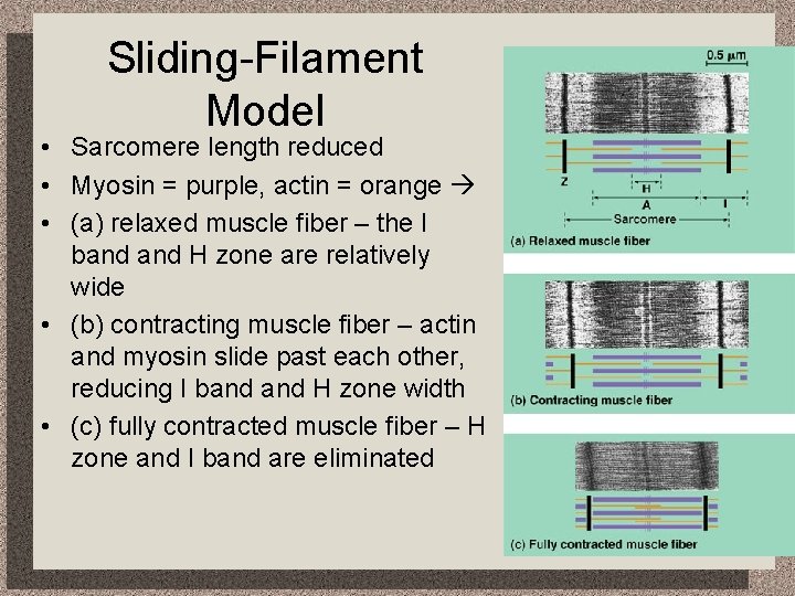Sliding-Filament Model • Sarcomere length reduced • Myosin = purple, actin = orange •