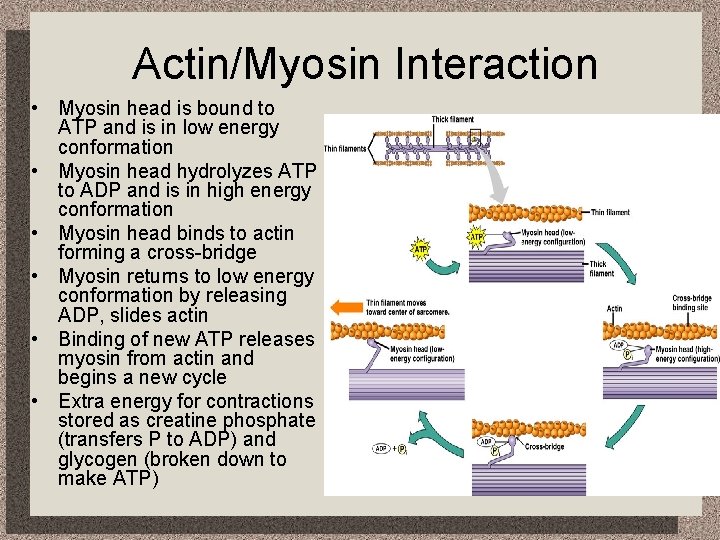 Actin/Myosin Interaction • Myosin head is bound to ATP and is in low energy