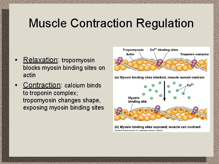 Muscle Contraction Regulation • Relaxation: tropomyosin blocks myosin binding sites on actin • Contraction: