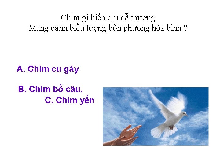 Chim gì hiền dịu dễ thương Mang danh biểu tượng bốn phương hòa bình