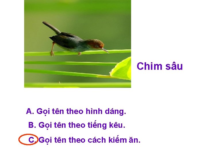 Chim sâu A. Gọi tên theo hình dáng. B. Gọi tên theo tiếng kêu.